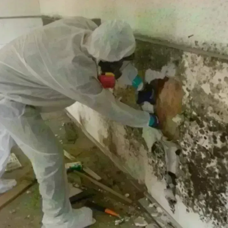 Mold Remediation and Removal in Higganum, CT